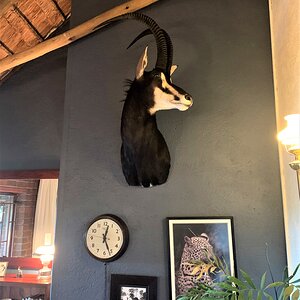 Sable Shoulder Mount Taxidermy