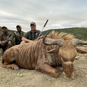 Golden Wildebeest Hunt South Africa