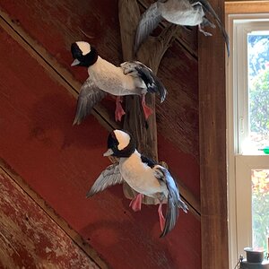 Waterfowl Taxidermy