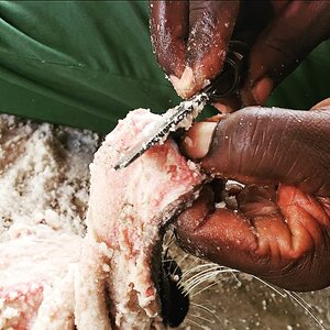 Skinning Leopard Trophy