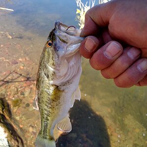 Fishing Roosevelt Lake Arizona