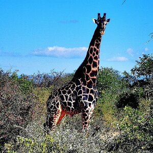 Black Giraffe Wildlife South Africa