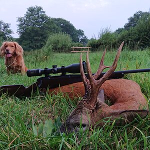 Roe Deer Hunting Hampshire England