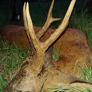 Roe Deer Hunting Hampshire England