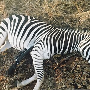 Burchells Zebra