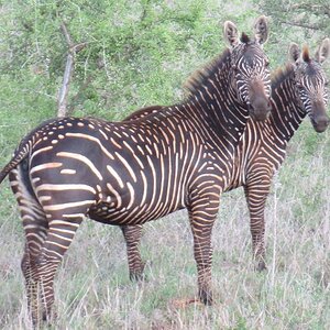 Rare Spotted Zebra