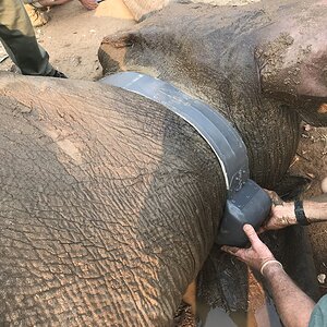 Elephant Relocation Project Zimbabwe