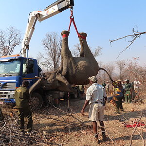 Elephant Relocation Project Zimbabwe