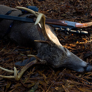 Fallow Deer Hunting