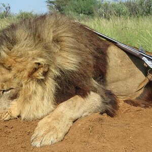 Lion Hunting South Africa