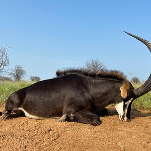 Sable Hunting South Africa