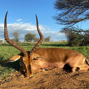 Impala Hunting South Africa