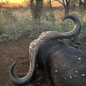 Buffalo Hunting