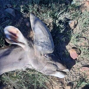 Abnormal Kudu Trophy