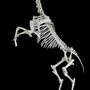 Caracal Skeleton Mount | AfricaHunting.com
