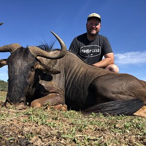 Blue Wildebeest Hunting Eastern Cape South Africa