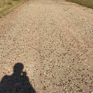 Locust Nymphs Northern Cape South Africa