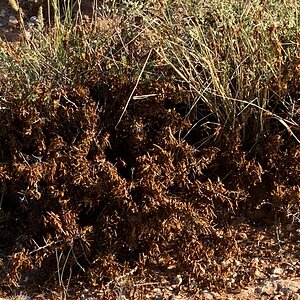 Locust Nymphs Northern Cape South Africa