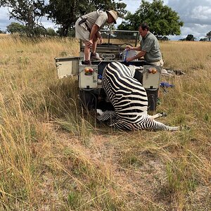 Zebra Hunting Zimbabwe