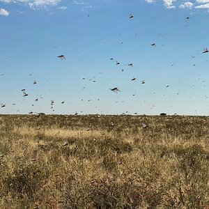 Locusts Plague Eastern Cape South Africa
