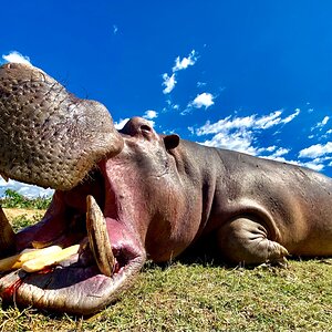 Hippopotamus Hunting Zimbabwe