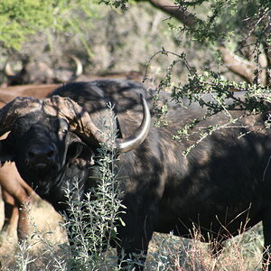 Buffalo Wildlife Noth West Province South Africa