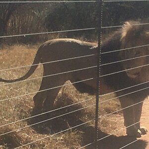 Lion Wildlife Noth West Province South Africa