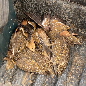 Sandgrouse Hunt South Africa