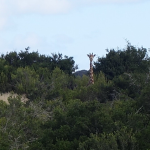 Eastern Cape South Africa Wildlife