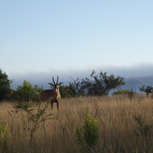 Eastern Cape South Africa Wildlife