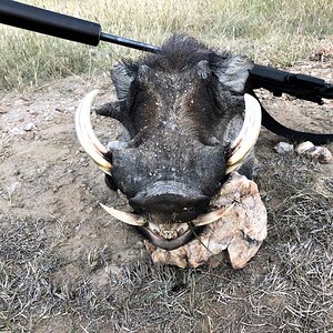 Warthog Hunting Namibia