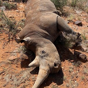 Dart Shooting White Rhno Eastern Cape South Africa