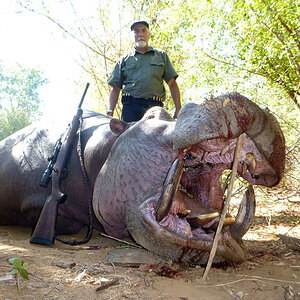Hunting Hippopotamus Zimbabwe