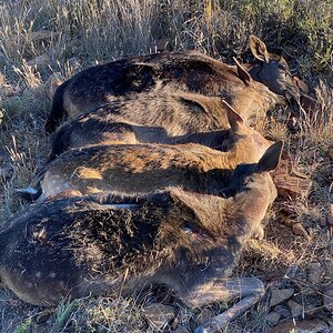 Fallow Deer Hunt Eastern Cape South Africa