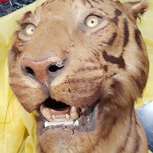 Van Ingen Tiger  Shoulder Mount Taxidermy