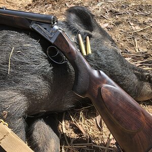 Pig Hunting Australia