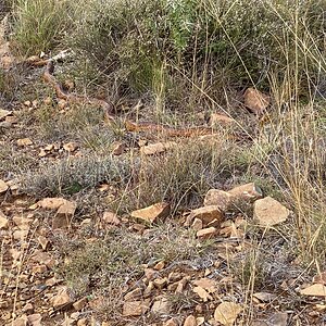 Cape Cobra Snake South Africa