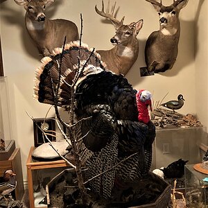 Turkey Full Mount Taxidermy