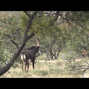 Sable Wildlife North & Eastern Cape South Africa