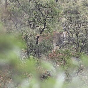 Eland Nature North Eastern Cape South Africa