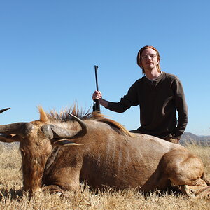 Goldeden Wildebeest Hunting Waterberg Mountains Limpopo province of South Africa