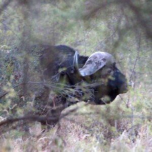 Buffalo Wildlife South Africa