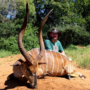 Nyala Hunting South Africa