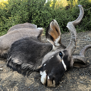 Kudu Hunt Eastern Cape South Africa