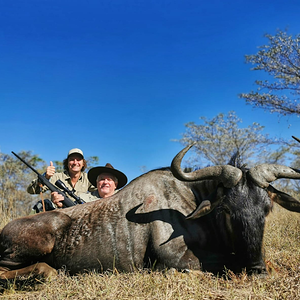 Black Wildebeest Hunt South Africa