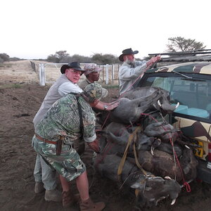 Wildlife Namibia