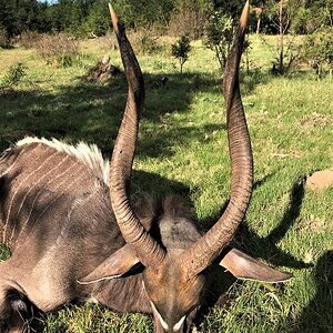 Nyala Eastern Cape South Africa