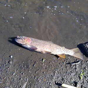 Cutthroat Trout Fishing