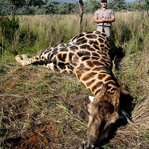 Giraffe Hunt South Africa