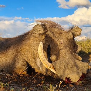 Warthog Hunting Eastern Cape South Africa